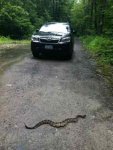 BF14_Rattlesnake.jpg