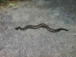 Rattlesnake.jpg