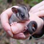 Leadbeaters Possum 01.jpg